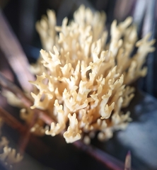 Ramaria gracilis