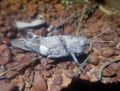 Asoramea erythroptera