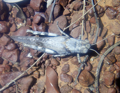 Asoramea erythroptera