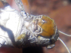 Asoramea erythroptera