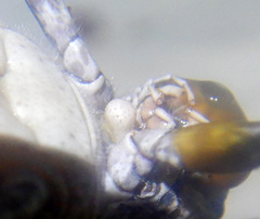 Asoramea erythroptera