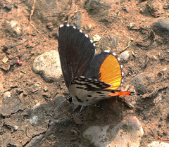 Talicada nyseus nyseus