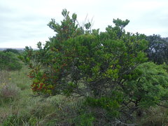 Diospyros scabrida cordata