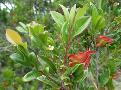 Diospyros scabrida cordata
