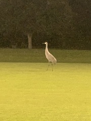 Grus canadensis image