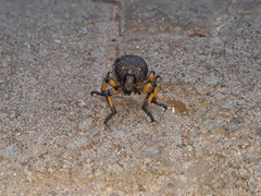 Brachycerus