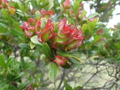 Diospyros scabrida cordata