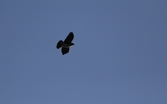 Buteo albigula