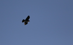 Buteo albigula