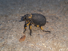 Brachycerus