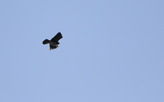 Buteo albigula
