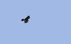 Buteo albigula