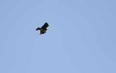 Buteo albigula