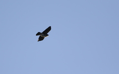 Buteo albigula