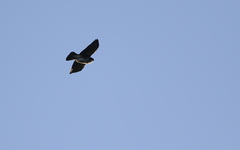 Buteo albigula