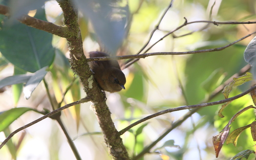 Rufous Spinetail (Synallaxis unirufa), photo 6