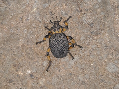 Brachycerus