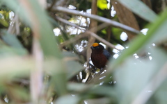 Catamblyrhynchus diadema