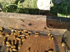 Latrodectus mirabilis