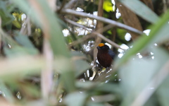 Catamblyrhynchus diadema