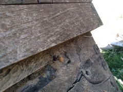 Latrodectus mirabilis