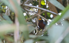 Catamblyrhynchus diadema