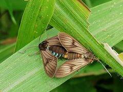 Saurita