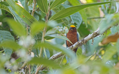 Catamblyrhynchus diadema