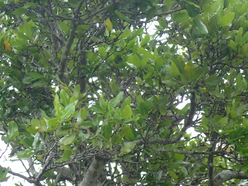 Image of Ochna arborea by (c) Mahomed Desai, some rights reserved (CC BY)
