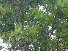 Ochna arborea