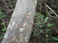 Ochna arborea