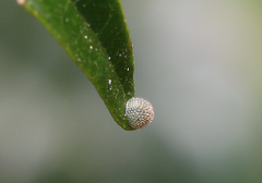 Euthalia aconthea meridionalis