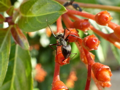 Camponotus