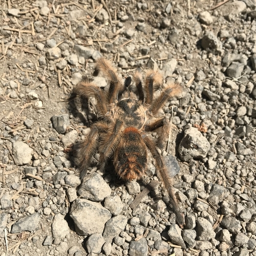 Photo of Chilean Ocelot Tarantula (Phrixotrichus vulpinus)