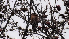 Turdus migratorius image