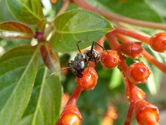 Camponotus