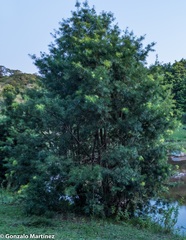 Podocarpus parlatorei