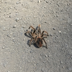 Phrixotrichus vulpinus