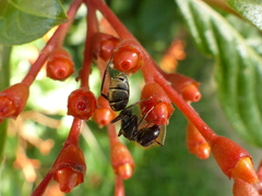 Camponotus