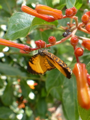 Baliochila hildegarda