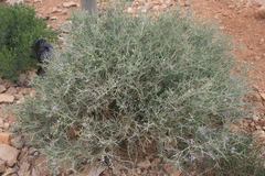 Zilla spinosa