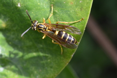 Agelaia multipicta