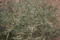Zilla spinosa