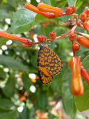 Baliochila hildegarda