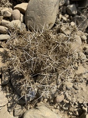 Ambrosia bryantii