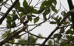 Anabacerthia variegaticeps