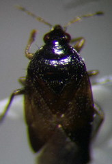 Orius niger