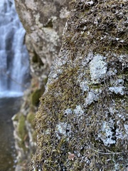 Pseudisothecium myosuroides