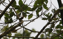 Anabacerthia variegaticeps