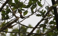 Anabacerthia variegaticeps
